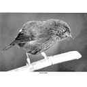 The Chatham Islands Museum and Cultural Heritage Charitable Trust logo