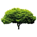 Cheshire Fencing logo