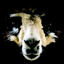 Favicon of Chetwyn Farms