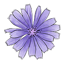 Chicory Naturalist