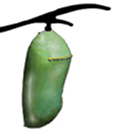 Chrysalis Charter logo