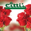 Citti's Florist logo