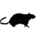 City Pest Solutions logo