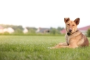 Coddle Creek Animal Hospital logo