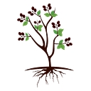 Coffeetree Group   It Advisory And Transformation logo