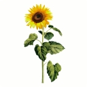 The General Intelligence Company of New York