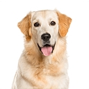 Colchester Veterinary Hospital