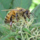 Frangiosa Farms, Llc / Colorado Hemp Honey logo