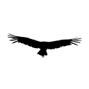 Condor Publishing logo