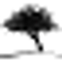 Coolibah Herbs logo