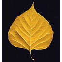 Cottonwood Spring logo
