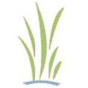 Country Springs Wholesale Nursery logo