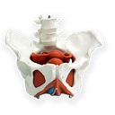 Favicon of Pelvic Health Solutions Courses