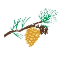 Carmel Valley Athletic Club logo