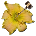 DAYLILY logo