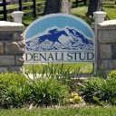 Denali Stud logo
