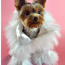 Doggy Haute Couture