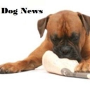 dognews.se logo