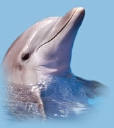 Dolphin Beach Resort logo