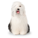 Dulux NZ Online Shop logo