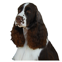 THE ENGLISH SPRINGER SPANIEL FIELD TRIAL ASSN FOUNDATION INC logo