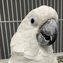 Feathered Follies