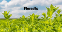 floradixusa.com logo