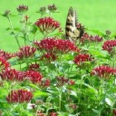 Riverview Flower Farm logo
