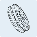 The Foresight Institute logo