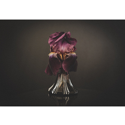 For Strange Women logo