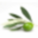 Fresh Pressed Olive Oil logo