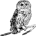 Friends of Congaree Swamp logo