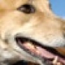 Friends Of Retired Greyhounds logo