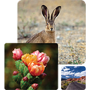 Friends of Red Rock Canyon logo