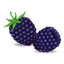 Favicon of Doyle's Thornless Blackberry