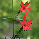 Gardens of The Blue Ridge