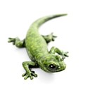 Geckoman logo