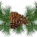 Georgia Pines