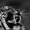 Favicon of Golden Tiger