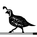 Quail Run logo