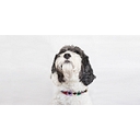 Favicon of Good Dog