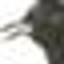 GEORGIA ORNITHOLOGICAL SOCIETY INC logo