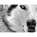 Gray Wolf Solutions, Llc logo