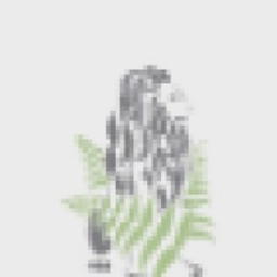 Greenstone Landscaping Ltd logo