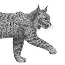 Harris Center For Conservation Education logo