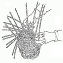 Hastingwood Basket Works logo
