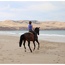 HLH EQUESTRIAN