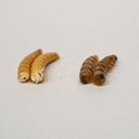 honestworm.com logo