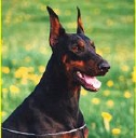 hund.ch logo