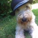 hund.info logo